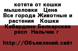 котята от кошки мышеловки › Цена ­ 10 - Все города Животные и растения » Кошки   . Кабардино-Балкарская респ.,Нальчик г.